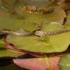 Uzovka podplamata - Natrix tessellata - Dice snake 3327